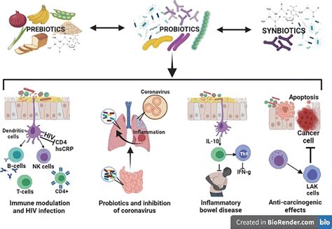 A Schematic Diagram Showing The Potential Roles Of Prebiotics