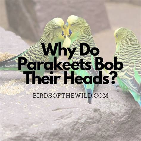 Why Do Parakeets Bob Their Heads Answered Birds Of The Wild