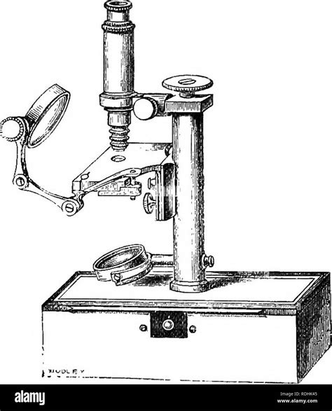 Dibujo Microscopio Para Dibujar Con Sus Partes El Microscopio