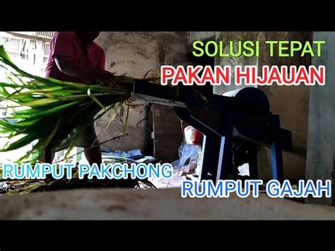 Solusi Tepat Pakan Hijauan Rumput Pakchong Youtube