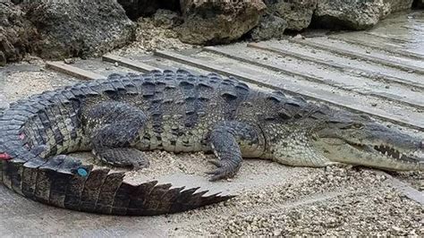 Saltwater Crocodiles To Be Removed From Residential Areas Of Keys