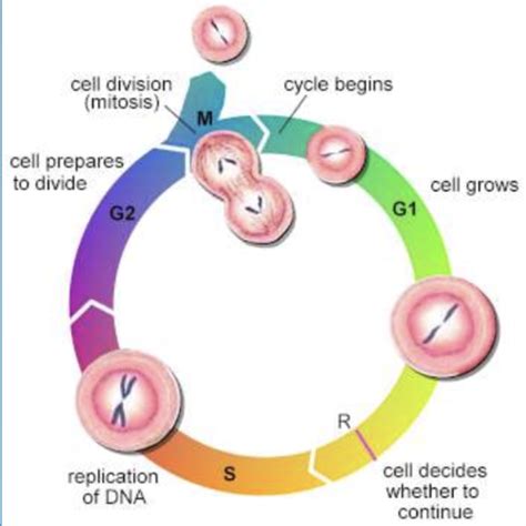 The Cell Cycle Flashcards Quizlet