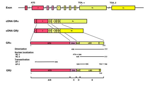 Glucocorticoid Receptor Endotext Ncbi Bookshelf