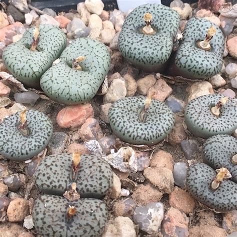 Conophytum Obcordellum Lav Mesa Garden