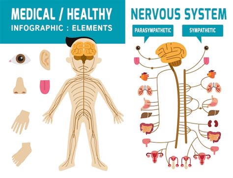 Sistema Nervioso Simpatico Y Parasimpatico