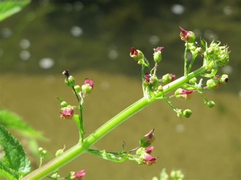 Scrophularia Nodosa Knotige Braunwurz Scrophularia Nodosa Flickr