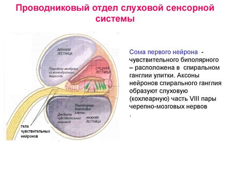Слуховая сенсорная система - презентация онлайн