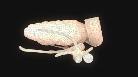 Human Pancreas 3d Model