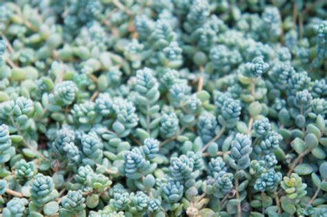 Sedum Dasyphyllum Grow And Care Guide