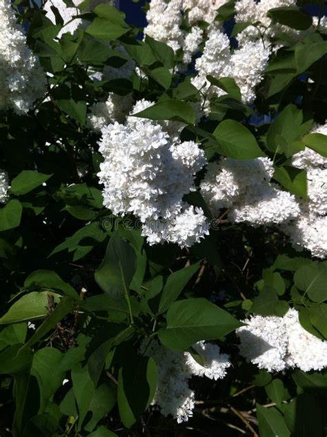 White lilac stock image. Image of flower, perfume, white - 54472857