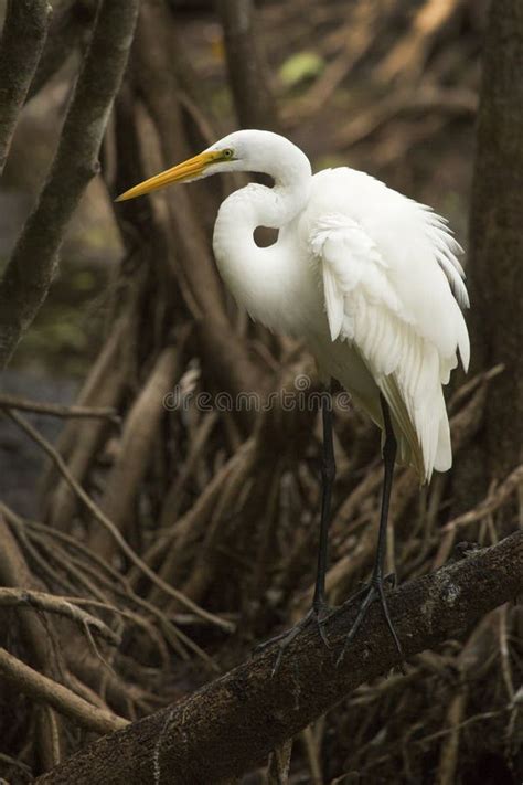 Great Egret Standing On A Branch In Florida`s Everglades Stock Photo