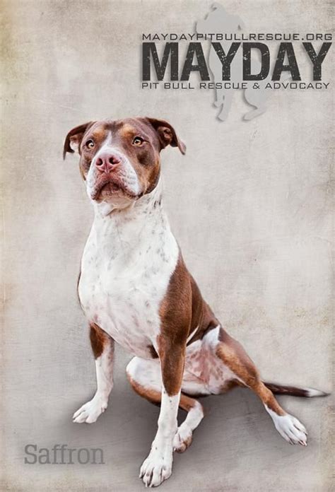 Pit Bull Rescue Gilbert Az