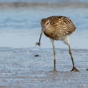 Eastern Curlew - Reef Catchments