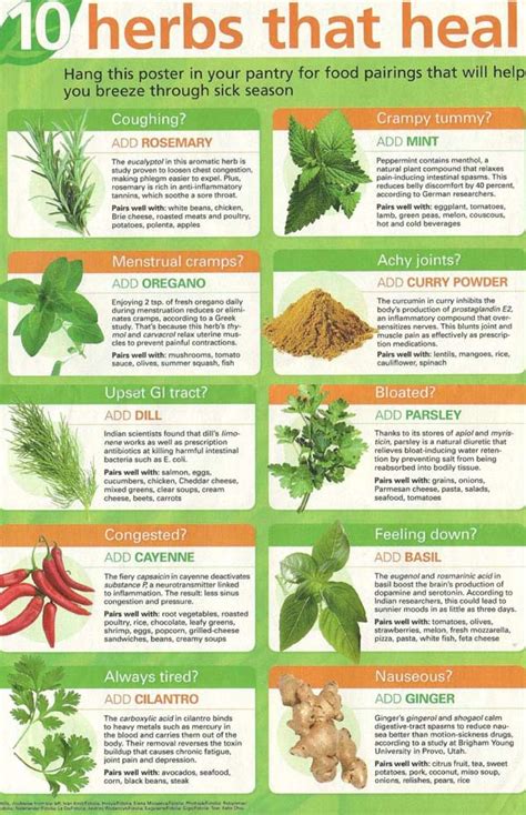 List Of Medicinal Herbs And Their Uses Pdf at Beatrice Hernandez blog