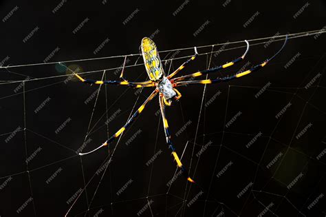 Premium Photo Beautiful Closeup Of Nephila Clavata Spider Known In