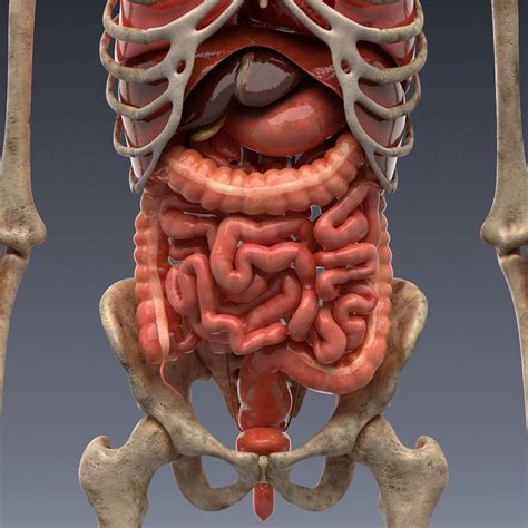 Human Body Internal Organs Human Anatomy Animation 2024 – NBKomputer