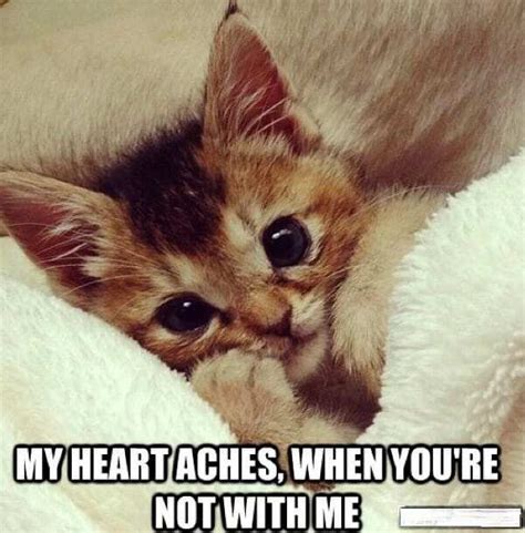 Cute Funny Love Memes