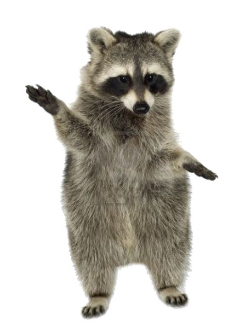 Raccoon Clip art - raccoon png download - 546*794 - Free Transparent ...