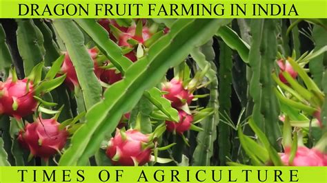 Dragon Fruit Farming Package of Practices - TIMES OF AGRICULTURE