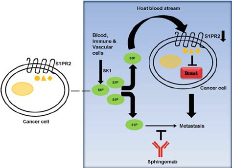 Role Of Systemic Sk1s1p In The Modulation Of S1pr2brms1 Expression In