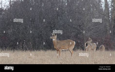 White tailed Deer Stock Photo - Alamy