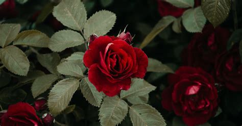 Shallow Focus Photography of Red Rose · Free Stock Photo