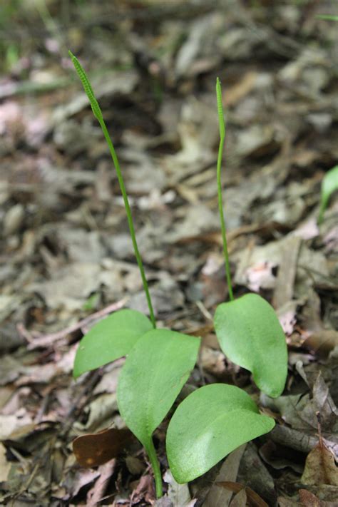 Ophioglossum (Adder's-tongue) - FSUS