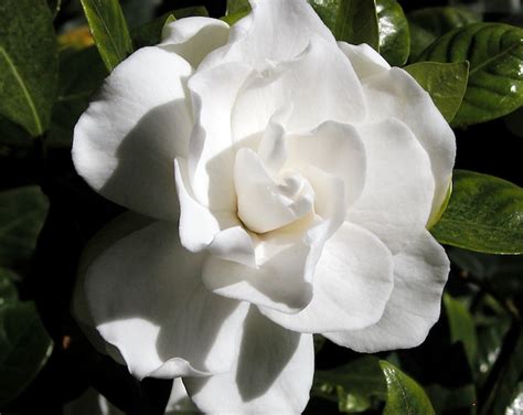 Gardenia Cape Jasmine Gardenia Jasminoides 20 Seeds USA Company - Etsy