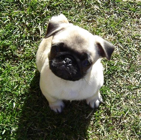 Cute Pug Puppy - cute little puppies Photo (33903306) - Fanpop