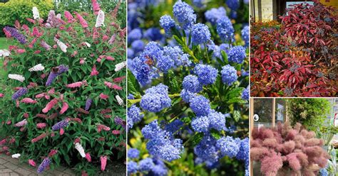 Shrubs That Bloom All Year Year Round Shrubs According To Season