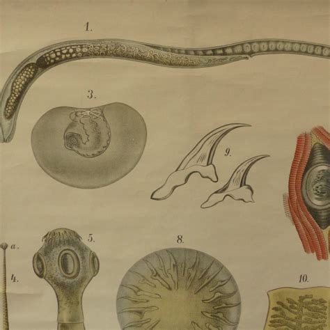 Vintage Educational Tapeworm Anatomy Chart, 1930s for sale at Pamono