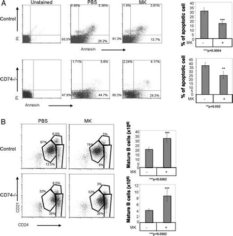 The Cytokine Midkine And Its Receptor Rptpζ Regulate B Cell Survival In