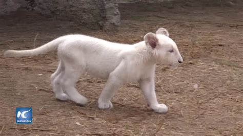 Top Imagen Leones Blancos En Peligro De Extincion Abzlocal Mx