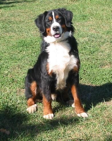 Bernese Mountain Dog Puppy for Sale - Adoption, Rescue for Sale in ...