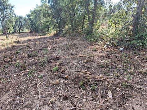 Terreno Venda Na Estrada Sem Nome Ninho Do A Or E Sobral Do Campo