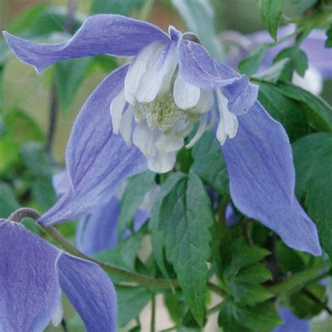 Cl Matite Des Alpes Francis Rivis Clematis Alpina Fleurs Bleu Violac