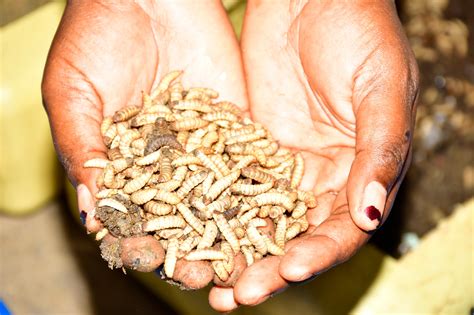 Black soldier flies are my cash cow | Monitor