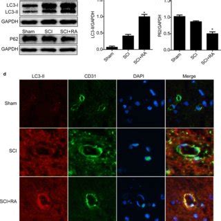 RA Decreases The BSCB Permeability And Improves Locomotor Functional