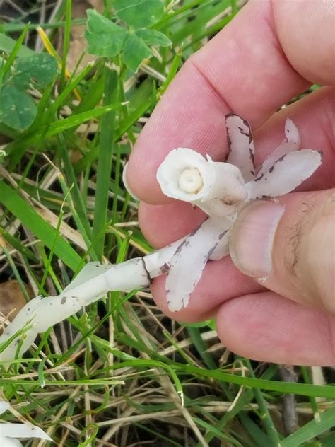 Indian paintbrush close up of the "flower" : r/mycology