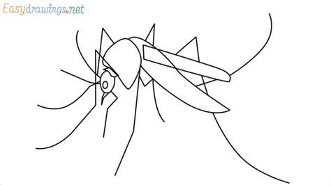 How to Draw a Mosquito step by step - [8 Easy Phase] + [Video]