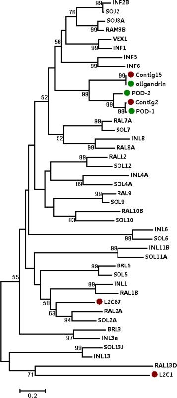 Phylogenetic Analysis Of Pythium And Phytophthora Elicitin And