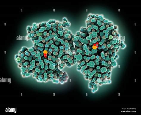 Transferrin transporter molecule. Computer model showing the structure ...