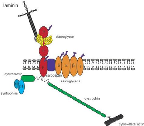 Schematic Diagram Of The Skeletal Muscle Dystrophin Associated Protein