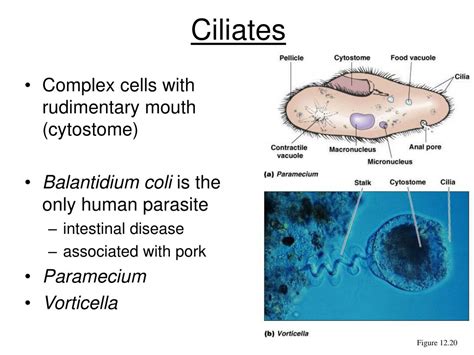 Ppt Eukaryotic Microbes Powerpoint Presentation Free Download Id1200541