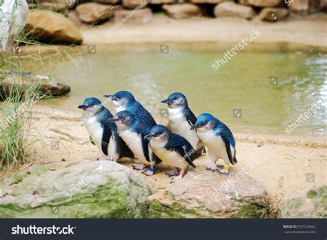 40,431 Blue penguin Images, Stock Photos & Vectors | Shutterstock