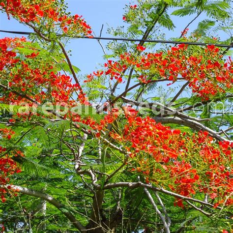 Delonix Regia Flamboyant Royal Poinciana Buy Seeds At