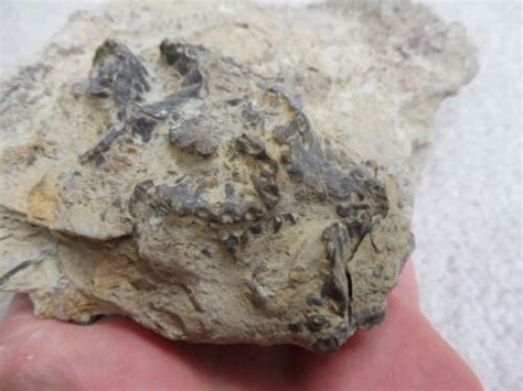 Fossil Chain Coral Halysites Wren S Nest Wenlock Limestone Uk Silurian Ebay