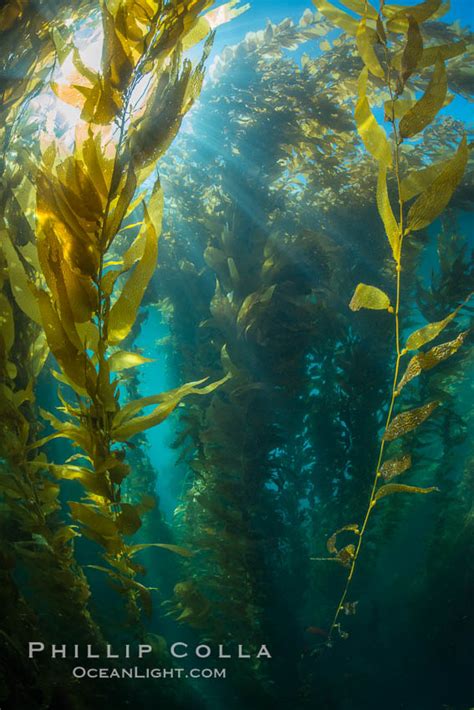 Sunlight Streams Through Giant Kelp Forest Macrocystis Pyrifera