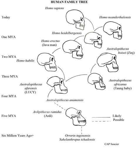 evolution of hominid skulls - Google Search | Human evolution, Human species, Evolution