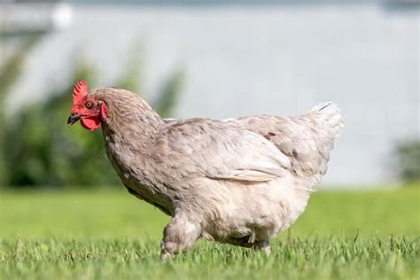 Olive Egger Chickens All You Need To Know Eggs Appearance And More